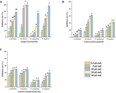 Inhibitory effect and mechanism of action of juniper essential oil on gray mold in cherry tomatoes